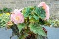 Begonia with beautiful light pink double flowers